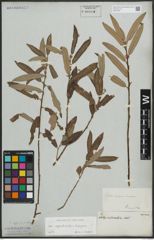 Foto von Salix appendiculata Vill. x Salix eleagnos Scop.